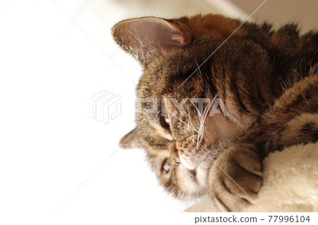 American Shorthair Brown Tabby with a nose cat looking down American Shorthair Brown Tabby with a nose cat looking down 77996104