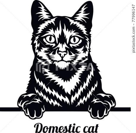 Domestic Cat - Cat breed. Cat breed head isolated on a white background 77996147