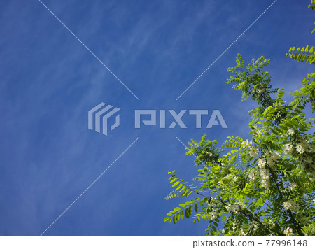 Blue sky and acacia flowers 77996148