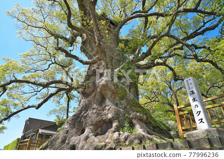 【加茂八幡神社（加茂的Kasu）】鹿兒島縣愛良市Hisanori Kamigyo 77996236