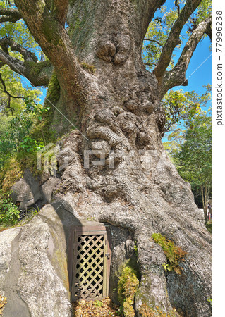 【加茂八幡神社（加茂的Kasu）】鹿兒島縣愛良市Hisanori Kamigyo 77996238