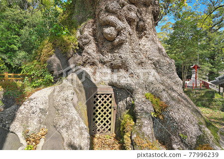 [Gamo Hachiman Shrine (Kasu of Gamo)] Hisanori Kamigyo, Aira City, Kagoshima Prefecture 77996239
