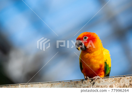 Kokane Mexico parakeet 77996264