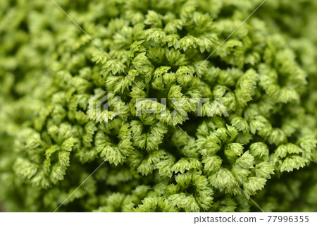 Meadow spikemoss 77996355
