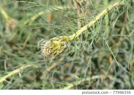 Kings spear 77996356