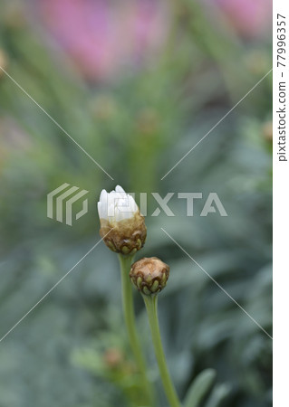 White Marguerite daisy 77996357