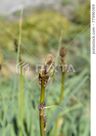 Summer Asphodel Summer Asphodel 77996369