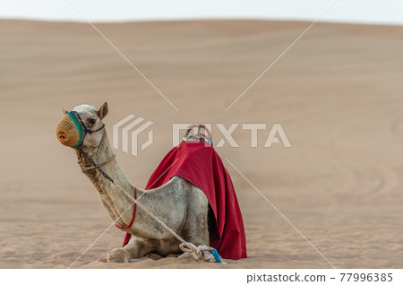Desert camel wearing a mask 77996385