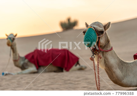 Desert camel wearing a mask Desert camel wearing a mask 77996388