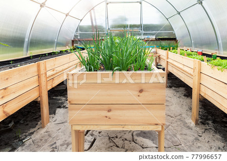 DIY wooden pallet with riased garden bed and growing green fresh organic homegrown scallions and vegetable sprouts seedlings in eco-friendly small home greenhouse at yard. Domestic farming concept DIY wooden pallet with riased garden bed and growing green fresh organic homegrown scallions and vegetable sprouts seedlings in eco-friendly small home greenhouse at yard. Domestic farming concept 77996657