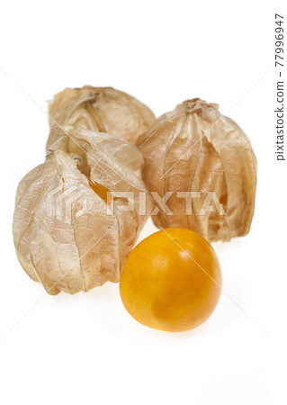 Physalis on a white background Physalis on a white background 77996947