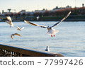 Seagulls to fly away Seagulls to fly away 77997426