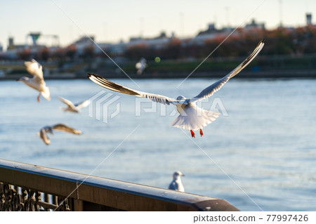 Seagulls to fly away Seagulls to fly away 77997426
