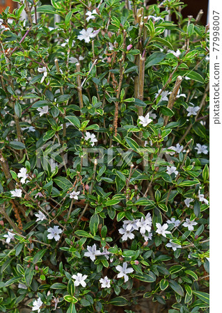 Serissa japonica(雜色百井花) Serissa japonica(雜色百井花) 77998007