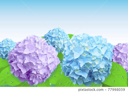 藍色和紫色的繡球花 藍色和紫色的繡球花 77998039