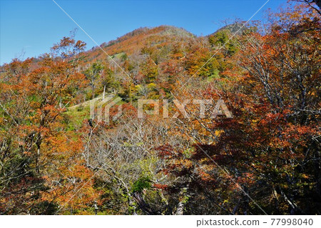 沙加山的紅葉 沙加山的紅葉 77998040