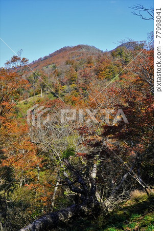 沙加山的紅葉 沙加山的紅葉 77998041