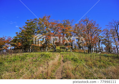 釋迦嶽山徑和秋季森林 77998111