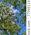 Early summer blue sky and trees 77998119