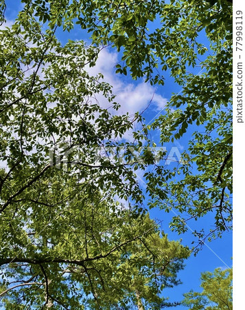 Early summer blue sky and trees 77998119