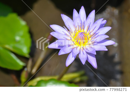 lotus or purple lotus 77998271