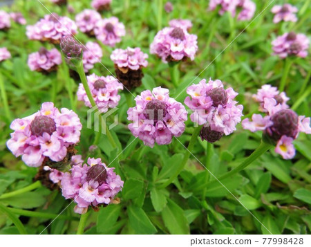 Himeiwadarezou 77998428