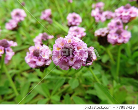 Himeiwadaresou 77998429