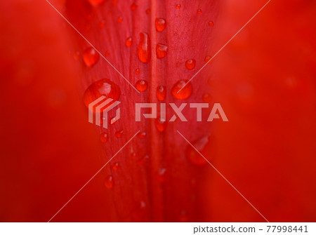 Water drops on a bright red petal, macro, sensuality, intimacy 77998441