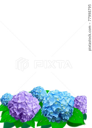 藍紫色繡球花豎版無背景 藍紫色繡球花豎版無背景 77998795