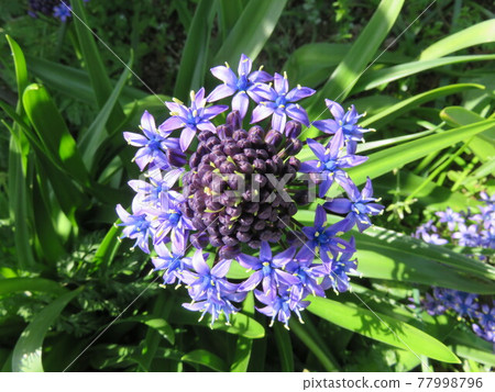 Purple flowers (Shiraberbiana) 77998796