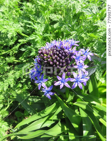 紫色花(Shiraberbiana) 紫色花(Shiraberbiana) 77998797