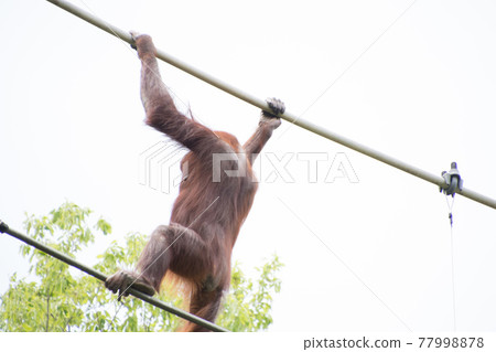 奧蘭·烏坦(Oran Utan) 奧蘭·烏坦(Oran Utan) 77998878