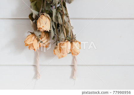 Yellow roses drying upside down Yellow roses drying upside down 77998956