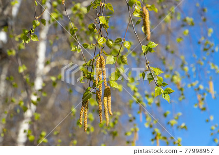Birch tree branches with leaves and buds 77998957