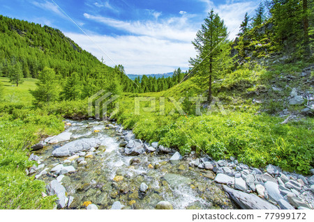 The Altai landscape with mountain river and green rocks, Siberia, Altai Republic, Russia The Altai landscape with mountain river and green rocks, Siberia, Altai Republic, Russia 77999172