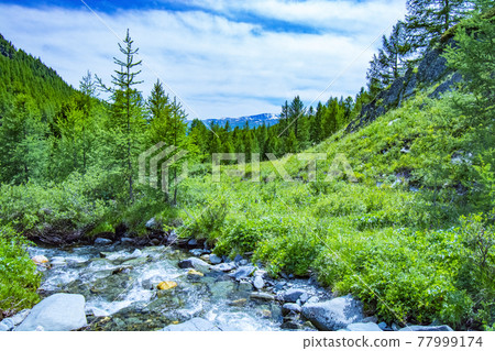 The Altai landscape with mountain river and green rocks, Siberia, Altai Republic, Russia 77999174