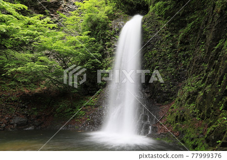 Daisen's waterfall 77999376
