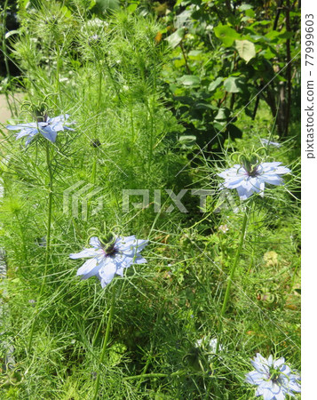 淡藍色的花(Nigella) 淡藍色的花(Nigella) 77999603