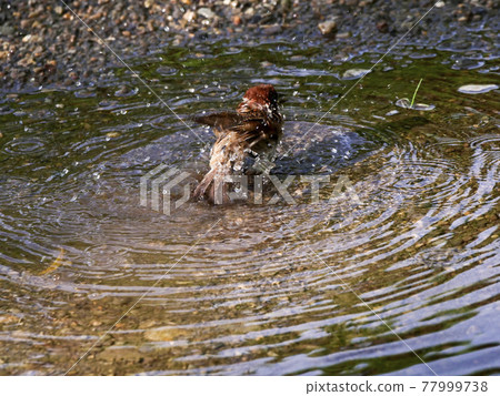 [Sparrow] Summer bathing sparrow 77999738