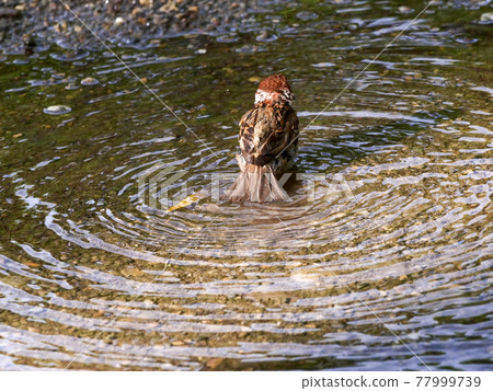 [Sparrow] Summer bathing sparrow 77999739
