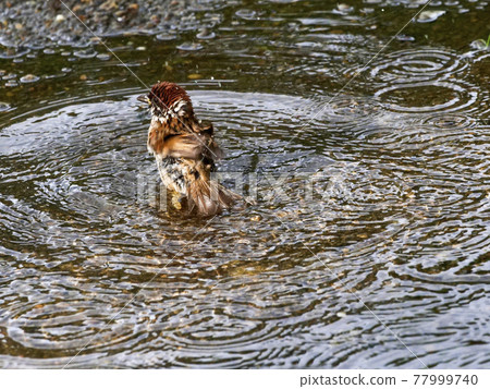 [Sparrow] Summer bathing sparrow 77999740
