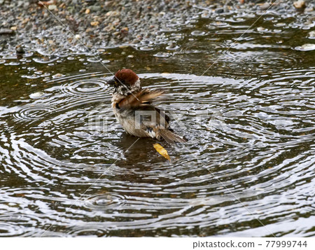 [Sparrow] Summer bathing sparrow 77999744