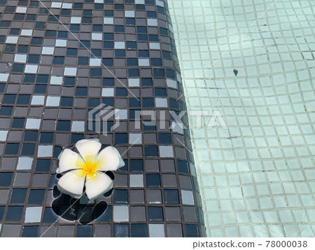 A beautiful Frangipani or Plumeria flower floating in clear swimming pool. A beautiful Frangipani or Plumeria flower floating in clear swimming pool. 78000038