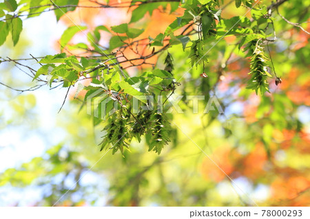 紅四手或紅紙滴（carpinus laxiflora）的幼葉和耳朵 78000293