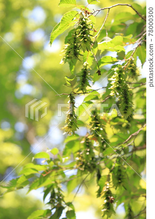 Young leaves and ears of red four hands or red paper drop (carpinus laxiflora) 78000300