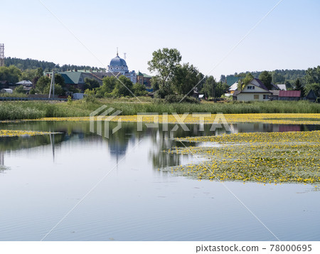 View of a village with a church on the shore of a lake overgrown with yellow flowers and reeds 78000695