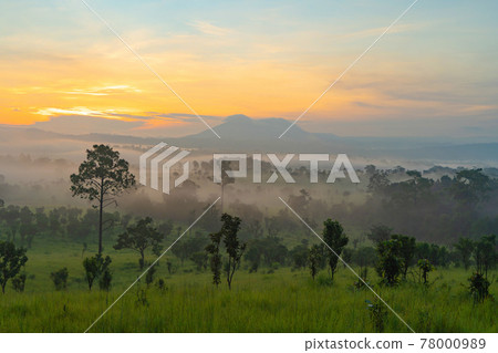 Thung Salaeng Luang National Park green field mountains. Wildlife Sanctuary, Khao Kho District in Phetchabun, Thailand. Wildlife diversity, trees and plants at sunset. Thung Salaeng Luang National Park green field mountains. Wildlife Sanctuary, Khao Kho District in Phetchabun, Thailand. Wildlife diversity, trees and plants at sunset. 78000989