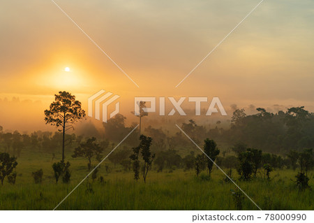 Thung Salaeng Luang National Park green field mountains. Wildlife Sanctuary, Khao Kho District in Phetchabun, Thailand. Wildlife diversity, trees and plants at sunset. Thung Salaeng Luang National Park green field mountains. Wildlife Sanctuary, Khao Kho District in Phetchabun, Thailand. Wildlife diversity, trees and plants at sunset. 78000990