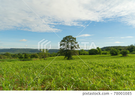 A lonely tree in farm. Forest and green mountain hill. Nature landscape background, Thailand. 78001085