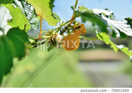 Fruit of Momigida strawberry Fruit of Momigida strawberry 78001089